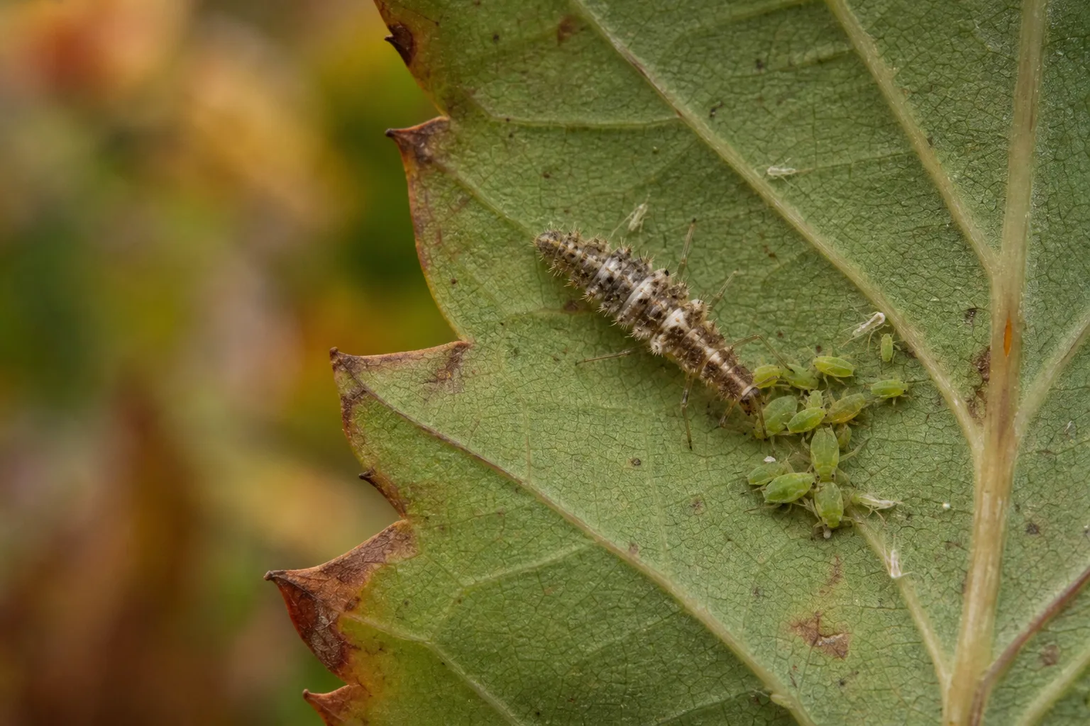 A lacewing larva feeding on a small cluster of aphids on the underside of a fall garden leaf. Zero-pest gardens starve their own predators