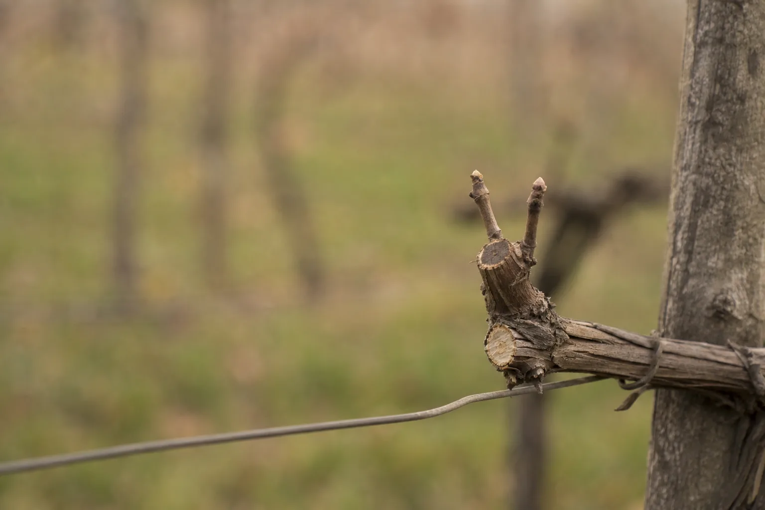 A dormant grapevine spur cut back to two strong buds on a trellis wire. Under-pruning and over-feeding both push vegetative growth